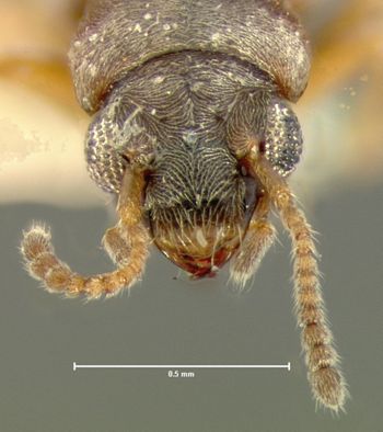 Media type: image; Entomology 6563   Aspect: head dorsal view
